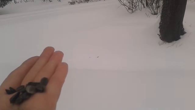 Московка, большие синицы и пухляк смотреть онлайн