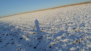 охота на зайца русака в пашне