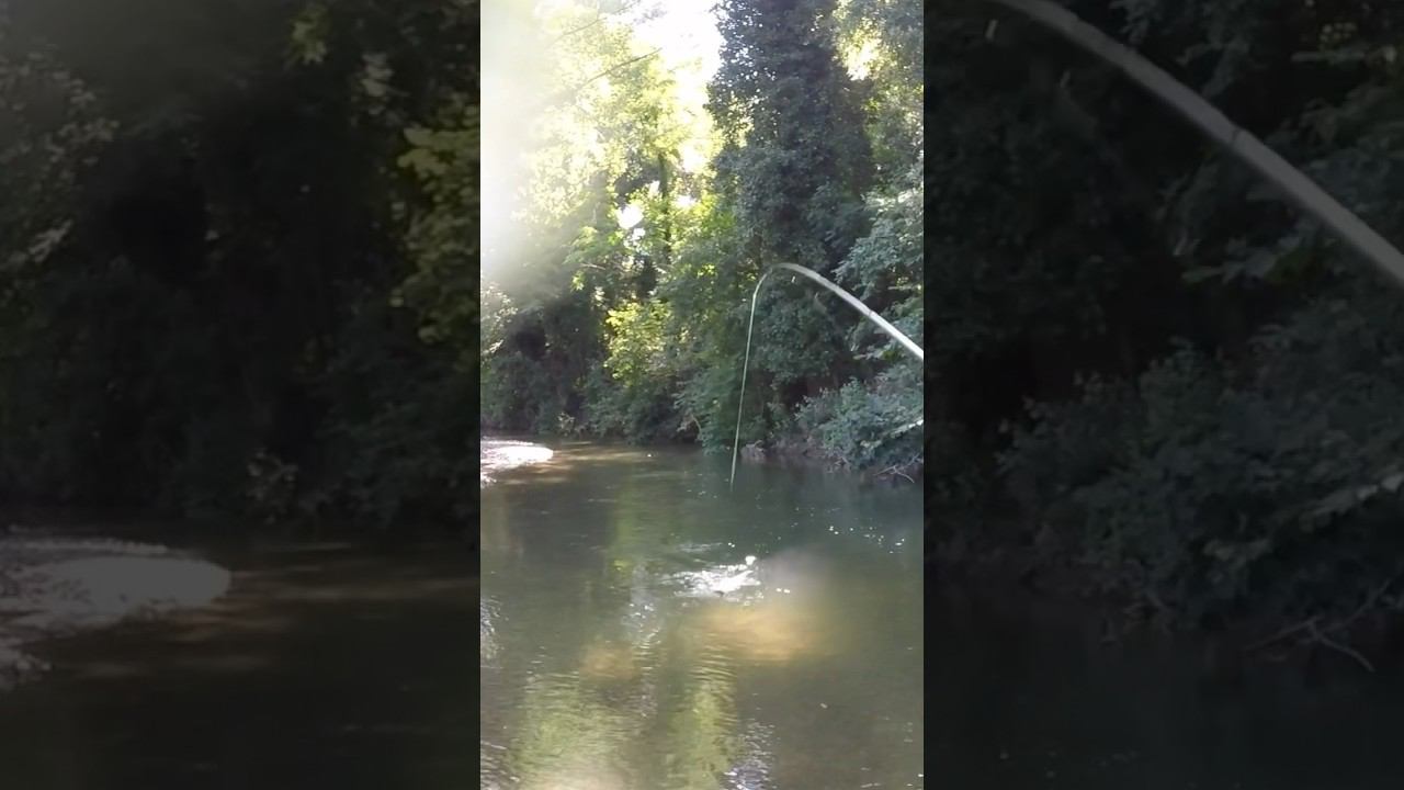 Крымский рыб. #голавль #shorts #chub #рыбалка #fishing #рыба #крым #поймалотпусти смотреть онлайн