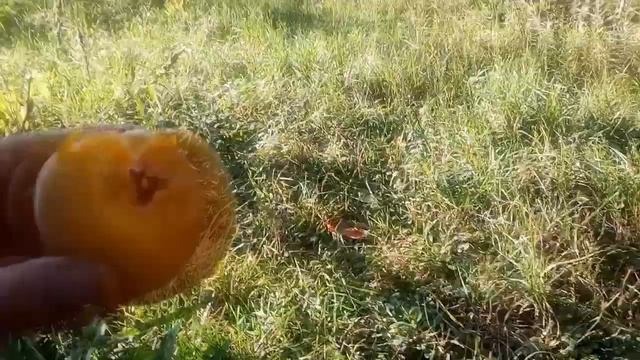 Персик Золотой Юбилей смотреть онлайн