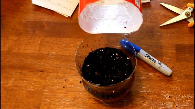 How to Grow Petunia from Seed (with full updates) смотреть онлайн