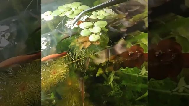 кормление аквариумных рыбок гриндалем смотреть онлайн