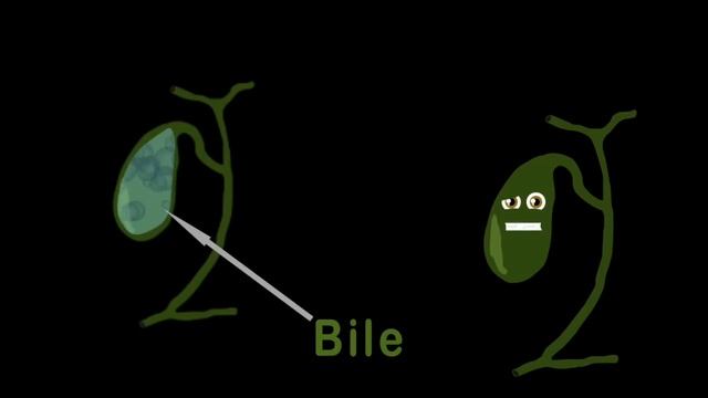 Human Body /Gallbladder Song /Human Body Systems смотреть онлайн