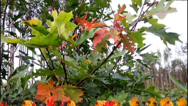 JESIEŃ IDZIE PRZEZ PARK / Krzysztof Klenczon.mp4 смотреть онлайн