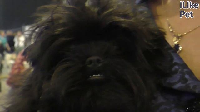 Уход за Аффенпинчером смотреть онлайн