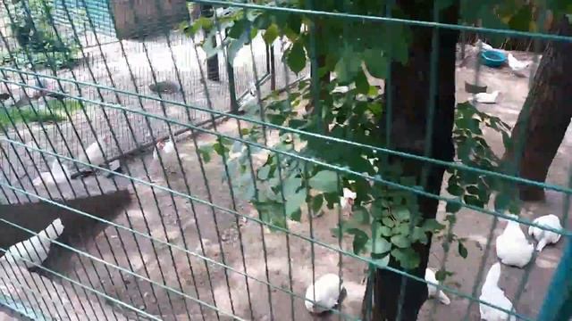 Кок Тобе - семейный отдых в красотах Алматы (PD) смотреть онлайн