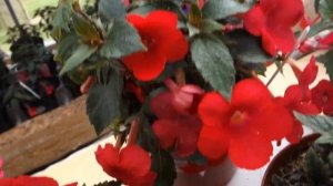 Обзор красных сортов ахименеса: Sabrina