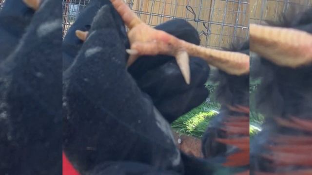 EJERCICIOS PARA GALLOS DE PELEA смотреть онлайн