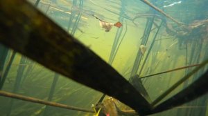 Подводная охота-без рыбы. Мичуринск, река Лесной Воронеж 01.07.2024