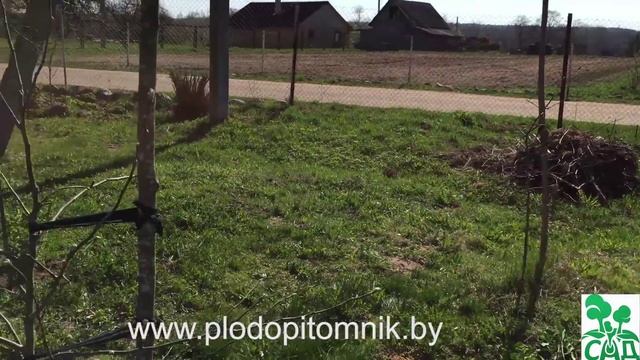 Подвои яблонь. Сила роста яблонь на различных подвоях. смотреть онлайн