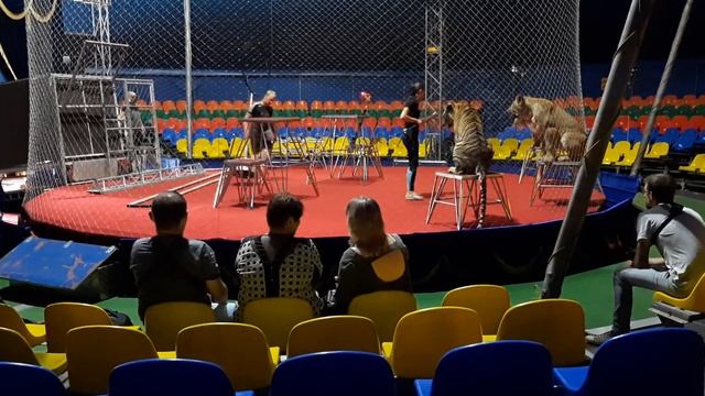Фрагмент рабочей дрессировки тигров и львицы смотреть онлайн