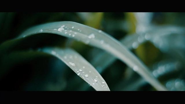 Nikon D3300 Cinematic Test Видео тест Nikon D3300. смотреть онлайн