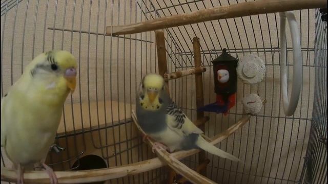 ? Весёлое пение волнистого попугая Тоши ? #ТОШАКАРТОША 4?