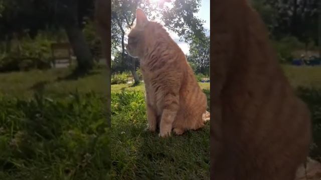 Янтарноглазый кот. Рыжий кот Кузя #shorts смотреть онлайн