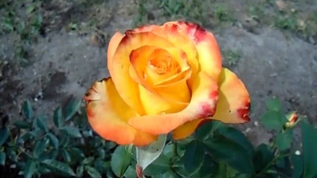 Роза Высший свет. High Society смотреть онлайн