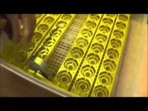 Автоматический китайский инкубатор на 48 куриных яиц