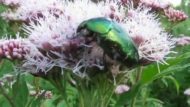 Бронзовка золотистая ест цветы смотреть онлайн
