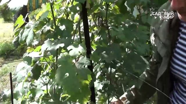 Виноград для Подмосковья и Средней полосы. Коллекция сортов С В Припадчева смотреть онлайн