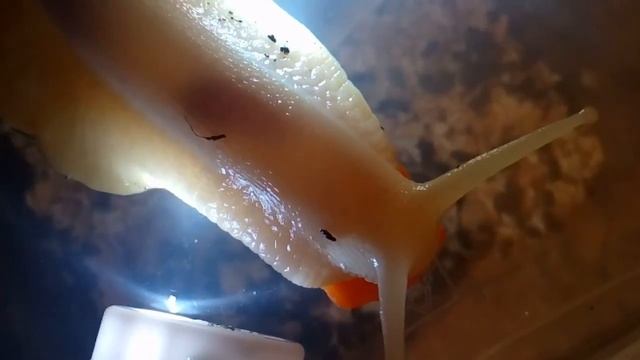 как в улитке движется еда (морковь) смотреть онлайн