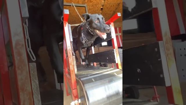 German Shepherd Creed on treadmill смотреть онлайн