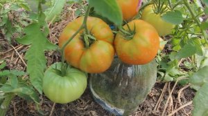 Сорт томатов Кардинал