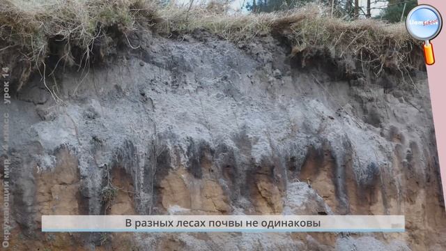 Окружающий мир 4 класс (Урок№14 - Жизнь леса, луга и пресных вод.) смотреть онлайн