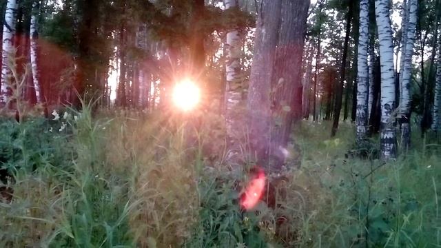 Закат в березовом лесу..