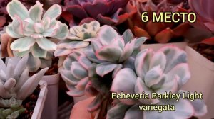 Топ 12 моих белых суккулентов.