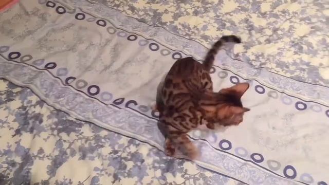 Тришка и вода ))) ( Не забудь подписаться на канал) смотреть онлайн