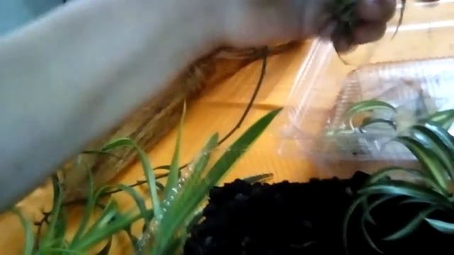 Размножение хлорофитума в домашних условиях | Уход за хлорофитумом смотреть онлайн