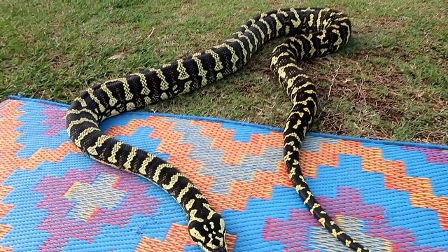 Time To Get Target Training My Snake/Jungle Carpet Python Jesse смотреть онлайн