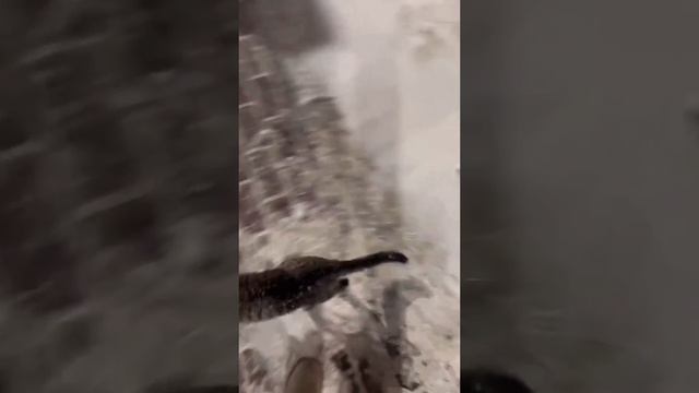 ТОП-10 смешных видео недели смотреть онлайн