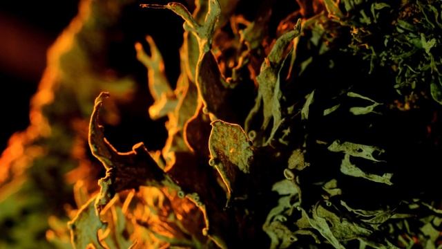 Lichen Delight | 4K HDR | OLED смотреть онлайн