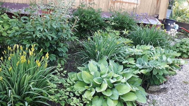 Клематис в клетке или три СУПЕР подарка для моего сада! смотреть онлайн