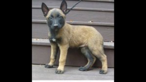 Бельгийская овчарка малинуа