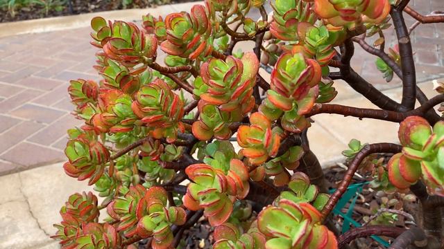 Crassula ovata 'Crosby's Dwarf' - white flowers & the foliage takes on shades of deep maroon to re смотреть онлайн