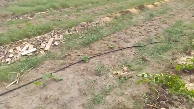 1.07.20. Будни на поле. Система полива плантации голубики