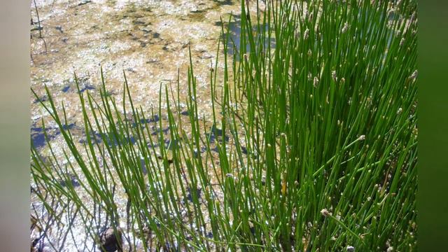 БОЛОТНИЦА (ELEOCHARIS) сем. Осоковые смотреть онлайн
