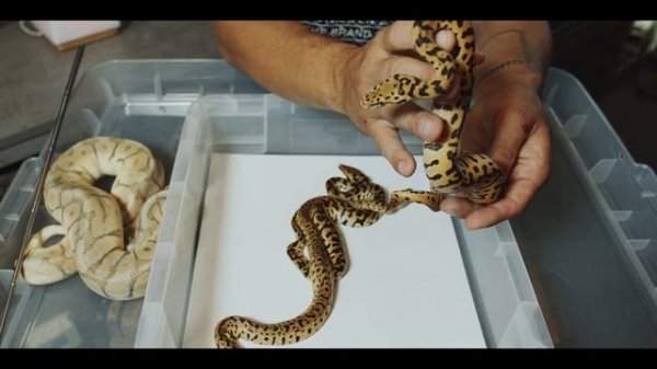 BurmBalls (Burmese Python and Ball Python Hybrid) from Silesia Reptiles