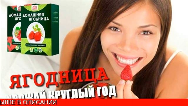 Домашняя чудо ягодница отзывы. Клубника на подоконнике круглый год в домашних. Купить смотреть онлайн