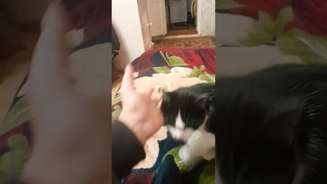 а вы знали что коты содержатт яд в 100 раз опаснее ционита #рекомендации #топ