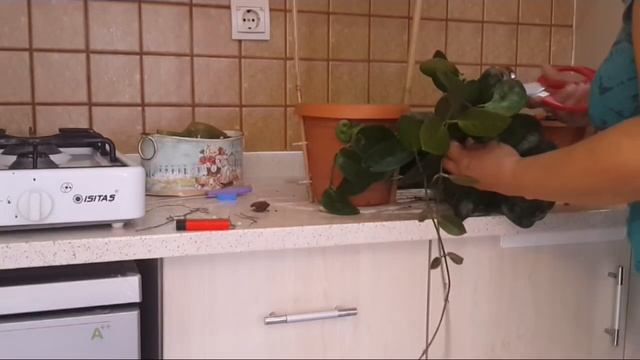 Hoyalara Sardırma Aparatı Yapma ve Mum Çiçeği Saksı Değişimi смотреть онлайн