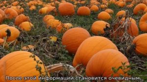 Что сажать после тыквы