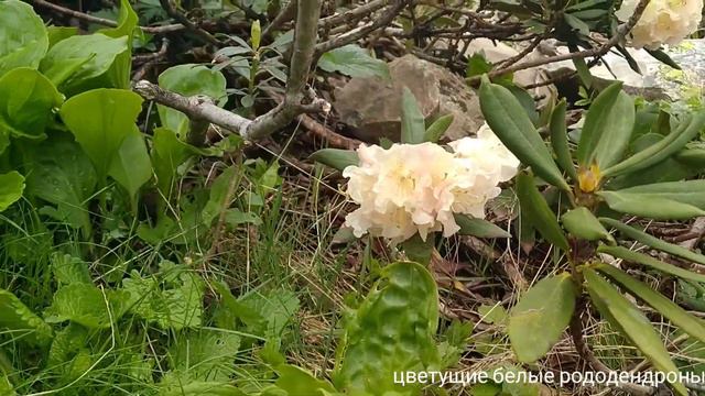 Водопад "Медвежий". Сочи. 06.06.2021. смотреть онлайн