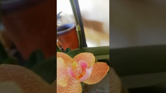 Impollinazione Phalaenopsis смотреть онлайн