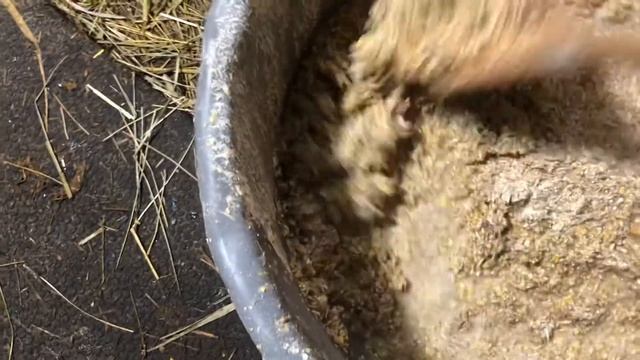 Стоит ли запаривать дробленку/комбикорм/ зерновую смесь для коров? Все за и против! смотреть онлайн