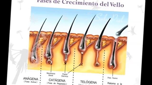 ANATOMÍA DEL SISTEMA TEGUMENTARIO Curso de Manicure Juvenil смотреть онлайн