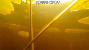 АУДИОКНИГА ''МЕЩЁРСКАЯ СТОРОНА'' КОНСТАНТИН ПАУСТОВСКИЙ