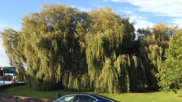 Weeping Willow (Salix Babylonica) - Trees - September 2017