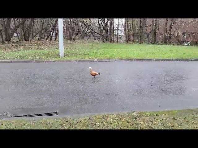 ОГАРЬ - красная утка. смотреть онлайн